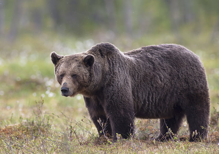 grizzly bear in the wild