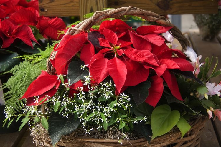 red holiday poinsettia
